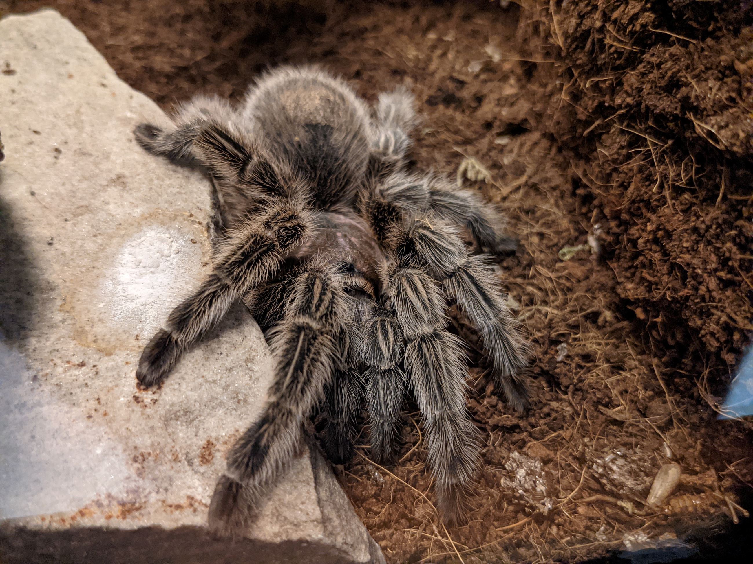 Chilean Rose Hair Tarantula